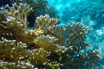 Naklejka na ściany i meble Net fire coral (Millepora dichotoma) in Red Sea