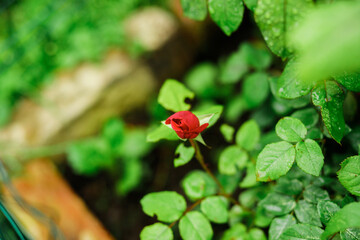 Bush rose in the garden