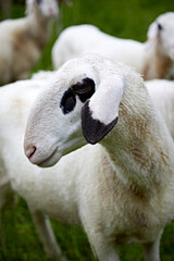 Fototapeta premium sheep, lamb, portrait, wool, cute, black and white