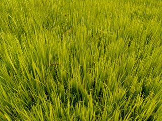 Close up of rice with natural background. The rice is on the seedbed. The rice looks so yellow and green.