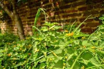 Fototapeta premium natural plants, corn plant, and rue