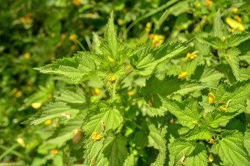 natural plants, corn plant, and rue