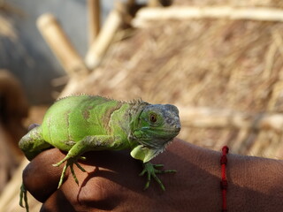 Reptil de México