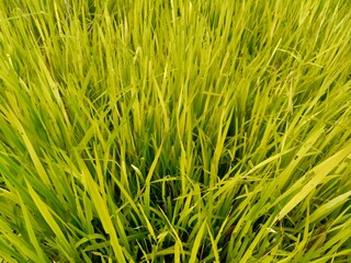 Close up of rice with natural background. The rice is on the seedbed. The rice looks so yellow and green.