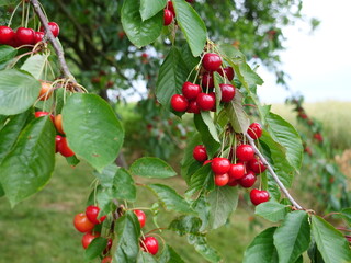 Some red cherries on a tree just before picking.