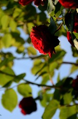 red spray roses grow outside. rose bloom on the background of green leaves and blue sky