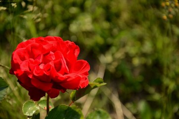 one big red rose on a green blured background. rose grows outside