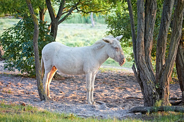 white donkey albino cute farm 