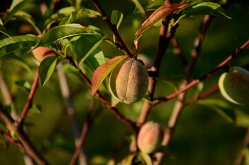 unripe peaches on branch of peach tree growing in the garden.  