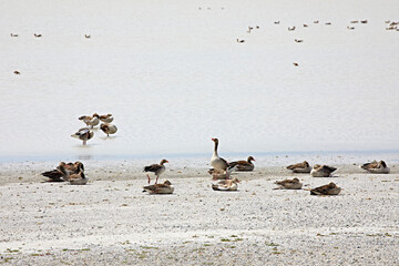 water birds beach lake goose