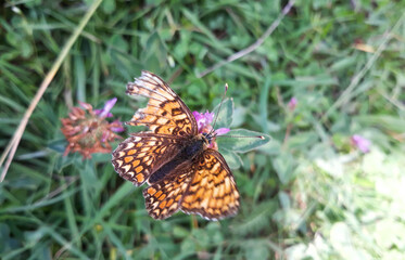 Fototapeta na wymiar Great Spangled Fritillary butterfly with colorful orange patterned wings sips nectar from wildflowers in meadow