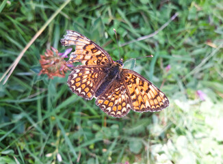 Great Spangled Fritillary butterfly with colorful orange patterned wings sips nectar from wildflowers in meadow