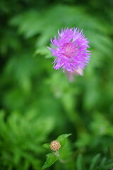 Wild purple flower grows in summer garden