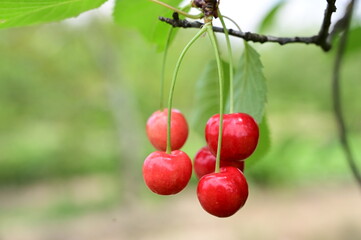 Group of cherry fruits on tree