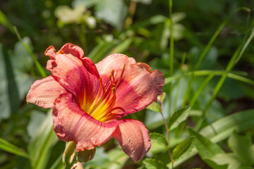 pink daylily