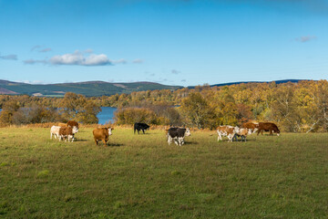 Fototapeta premium Cows