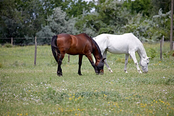 grazing horses, ranch, meadow, beauty