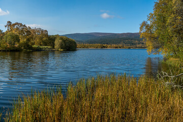 Loch Kinnaird Reeds