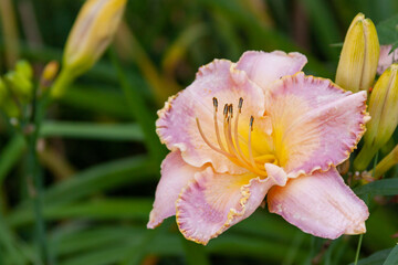 pink daylily