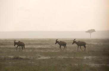 Topi antelopes in rain at Masai Mara, Kenya