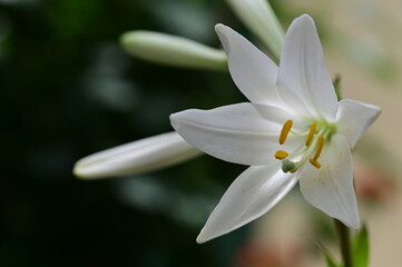white ilium flower