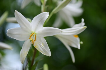 Fototapeta na wymiar white ilium flower