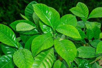fresh watered leaves