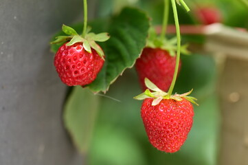 strawberries in the garden