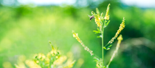 A bee on a yellow flower while collecting pollen on a yellow-green blurred background, a banner for the site. Summer. Panorama. The text space is blurred