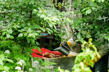 The beekeeper inspects the hives and also sets new frames for the bees. Beekeeping.
