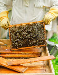 The beekeeper inspects the hives and also sets new frames for the bees. Beekeeping.