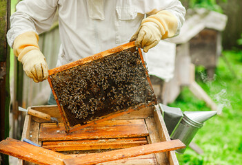 The beekeeper inspects the hives and also sets new frames for the bees. Beekeeping. .The frame is...