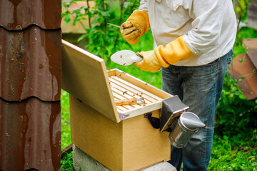 The beekeeper inspects the hives and also sets new frames for the bees. Beekeeping. Organic product.
