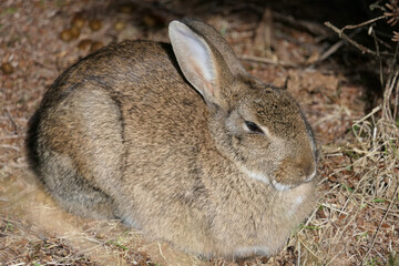 Closeup cute fluffy snoozing brown hare, rabbit or lepus europaeus sitting on the forest ground