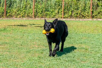 Portrait of Black German shepherd on green grass