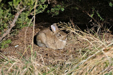 Cute snoozing brown hare, rabbit or lepus europaeus in the wild in the woods or thicket in winter in New Zealand 