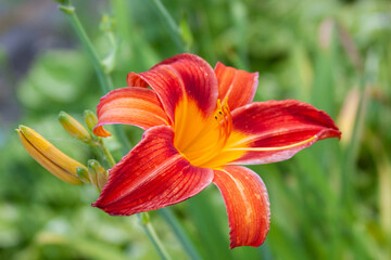Fototapeta premium red and yellow lily
