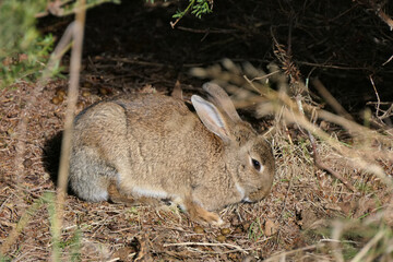 Closeup cute brown hare, rabbit or lepus europaeus in the wild in the woods in winter