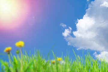 Kwiaty w trawie na tle błękitnego nieba z chmurami i słońcem