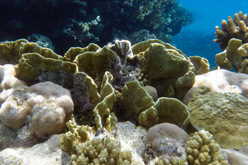 Naklejka na ściany i meble Blade fire coral (Millepora platyphylla) in Red Sea