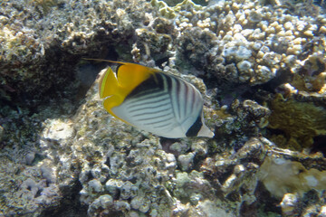 Fototapeta na wymiar Threadfin butterflyfish (Chaetodon auriga) in Red Sea