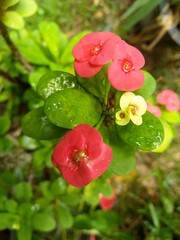 water drops on a red flower
