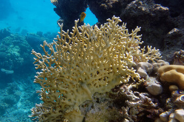 Naklejka na ściany i meble Net fire coral (Millepora dichotoma) in Red Sea
