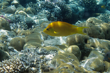 Female Slingjaw wrasse (Epibulus insidiator) in Red Sea