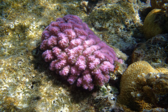 Rasp coral (Pocillopora verrucosa) in Red Sea
