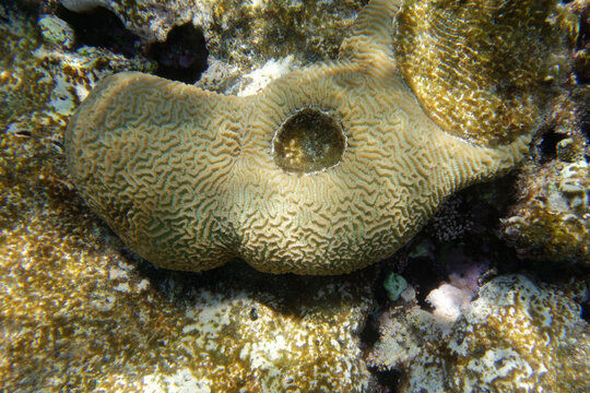 Lesser valley coral (Platygyra daedalea) in Red Sea