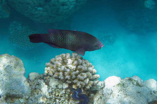 Dusky parrotfish or Swarthy parrotfish (Scarus niger) in Red Sea