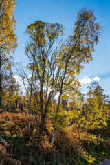 Autumn birch trees.