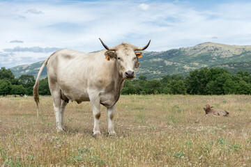 white cow and calf lying on the meadow