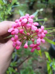 Fototapeta na wymiar hand holding pink flowers